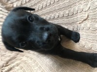 plummer terrier for sale gumtree